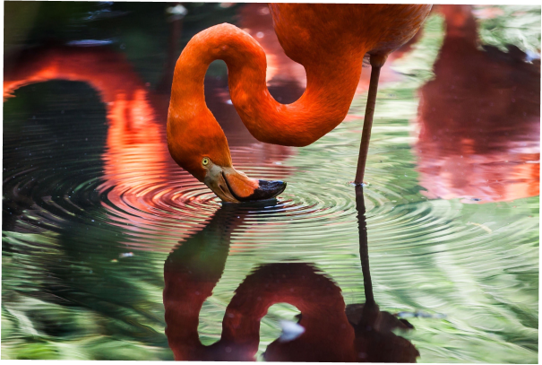 Photo of flamingo