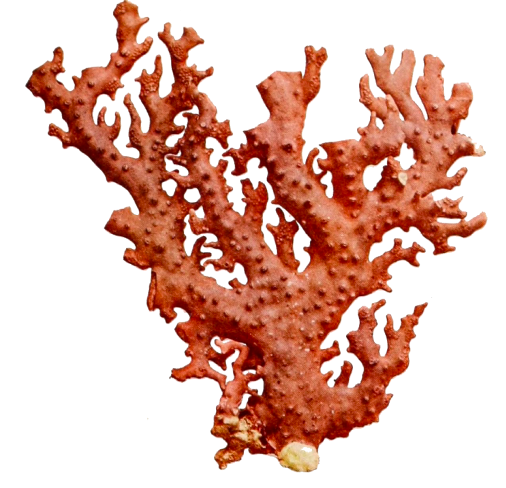 Photo of coral