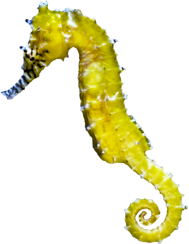 Photo of seahorse